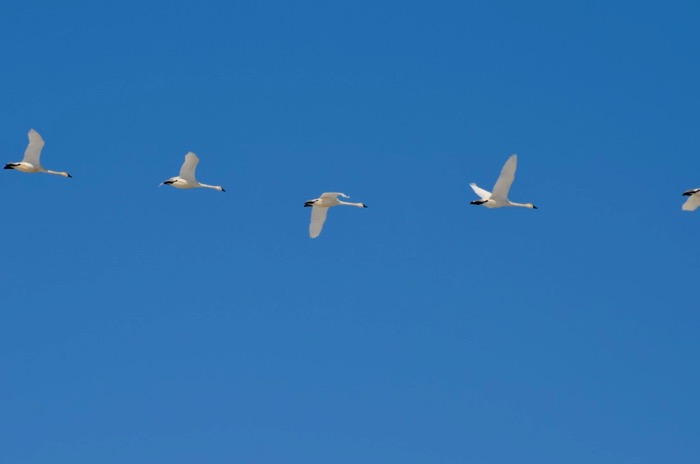 Swans 1