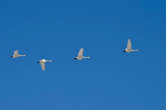 Trumpeter Swans.jpg