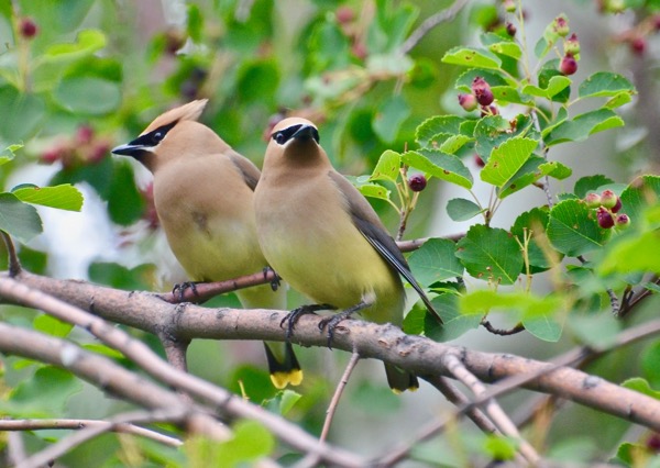 Sibling Waxwings