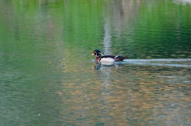 Wood Duck.jpg