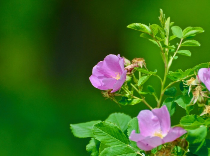 Alberta Wild Rose.jpg
