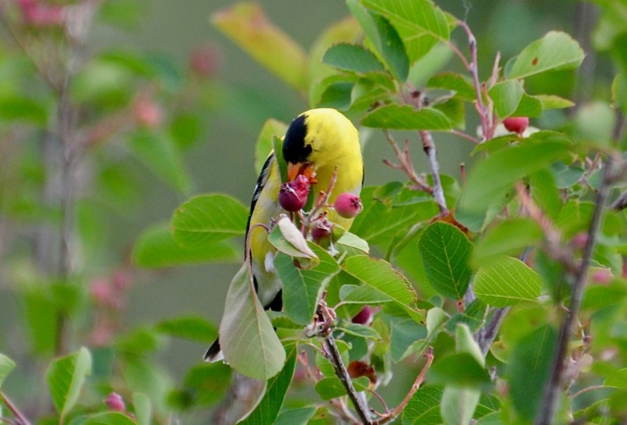 American Goldfinch messy eater.jpg