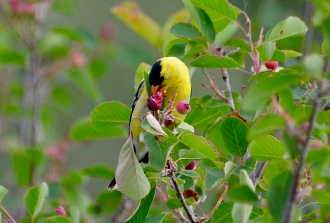 American Goldfinch messy eater.jpg