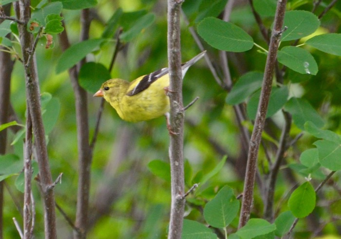 blurry Goldfinch.jpg