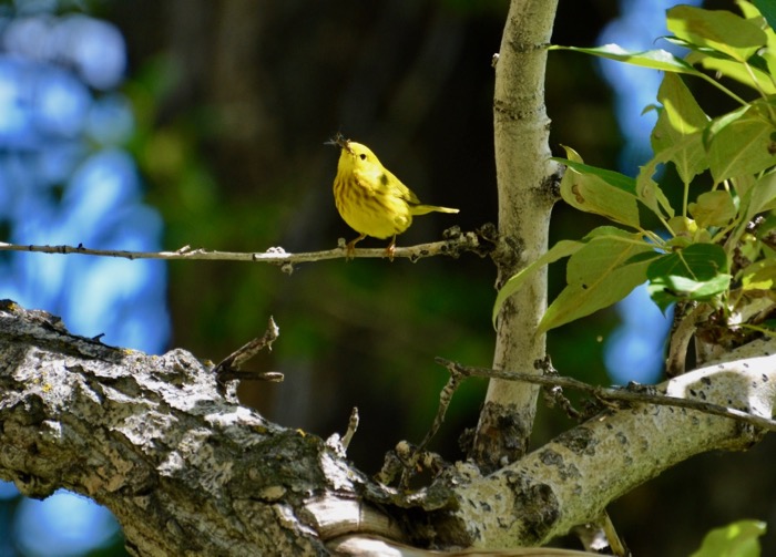 Hungry Yellow Warbler.jpg