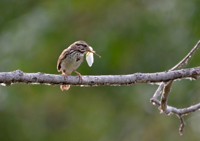 Song Sparrow lunch.jpg