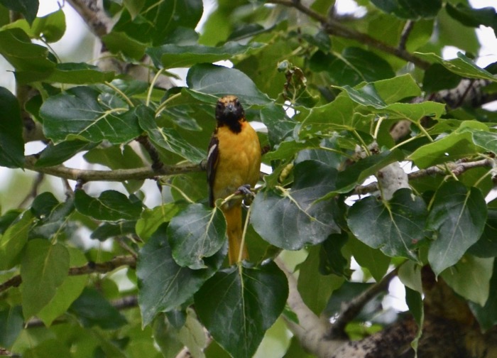 The Baltimore Oriole.jpg
