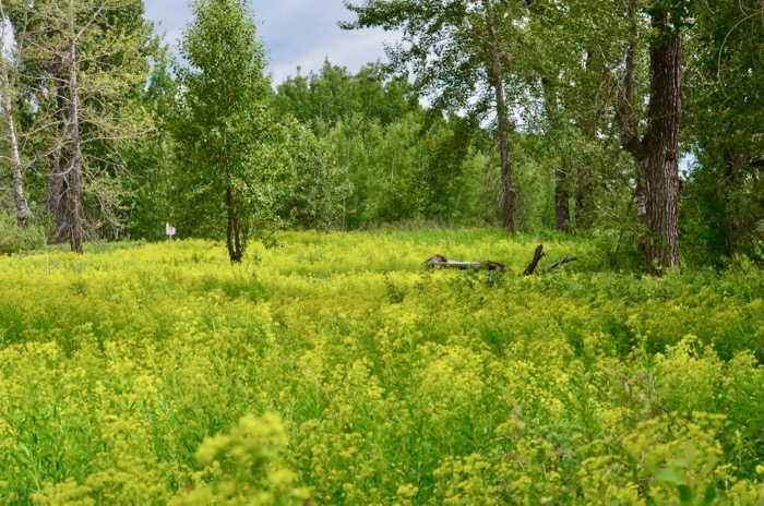 The Colour of Summer.jpg