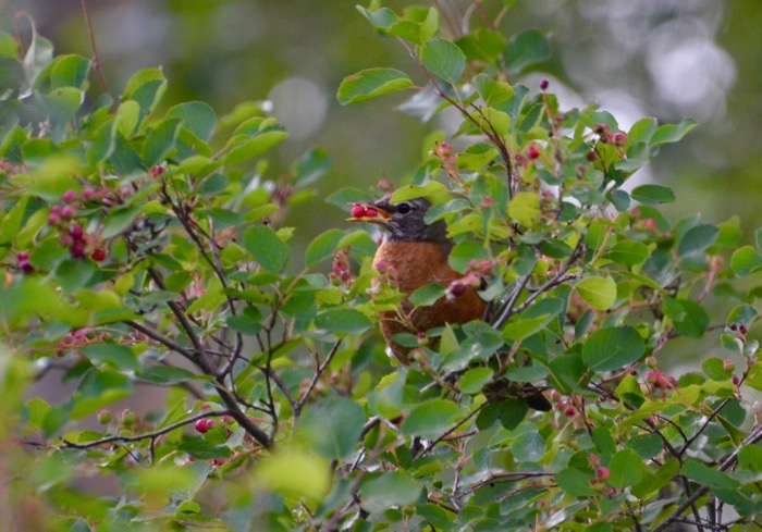 The Hungry Robin.jpg