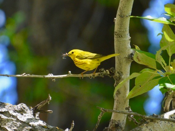 The Hungry Warbler
