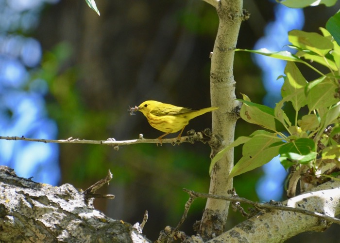The Hungry Warbler.jpg