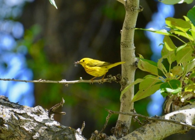 The Hungry Warbler.jpg