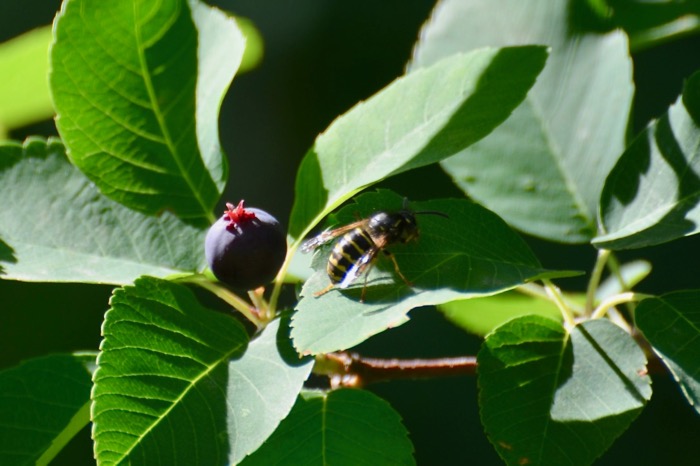 to eat or not to eat.jpg