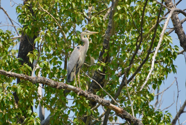 Great Blue Heron.jpg