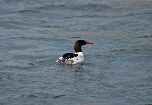 Mr. Merganser