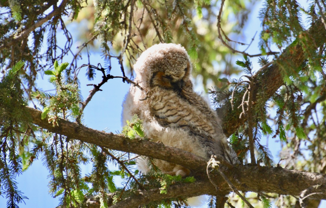 Owlet waking up