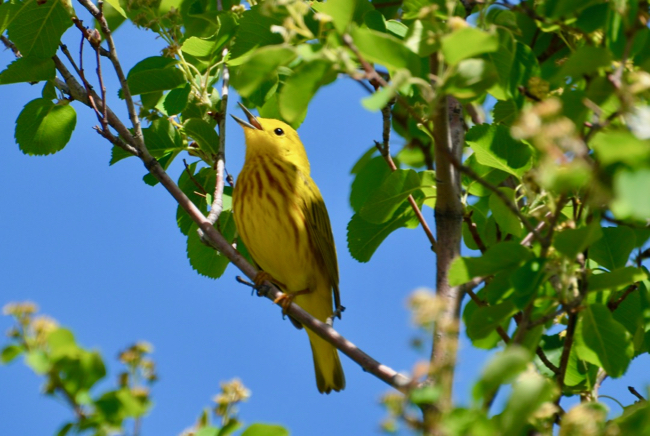 Singing Yellow Warbler.jpg