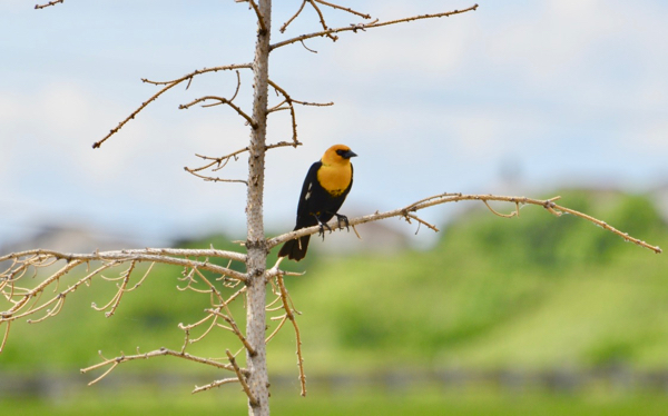 Yellow-headed Blackbird.jpg