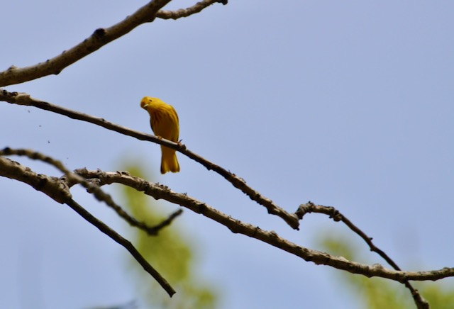 Curious Yellow Warbler