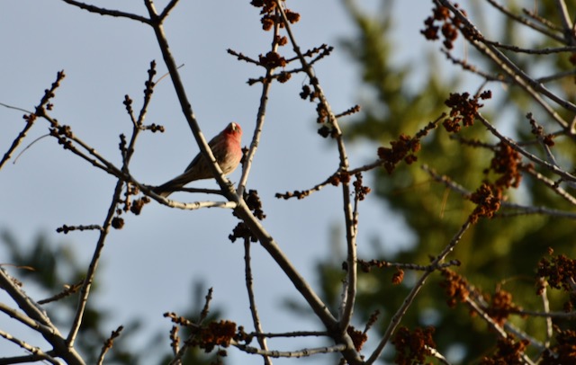 House Finch 1