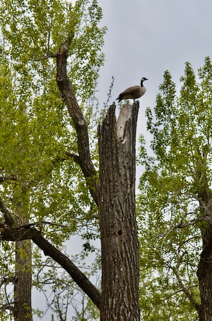 occupying the nest of the owls