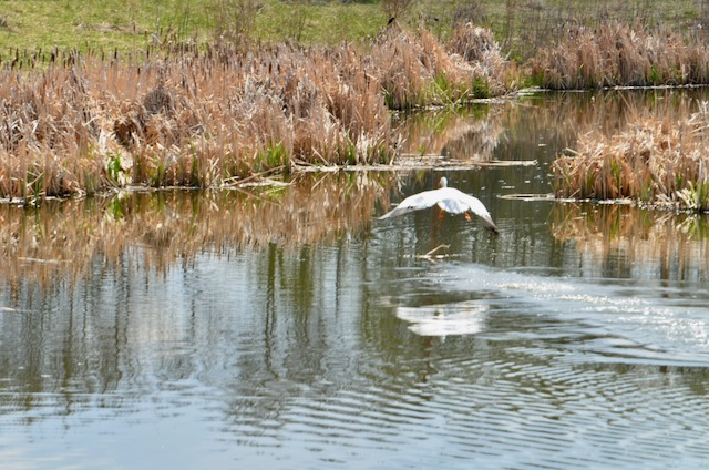 Pelican Flying Away