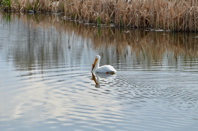 Pelican in serenity