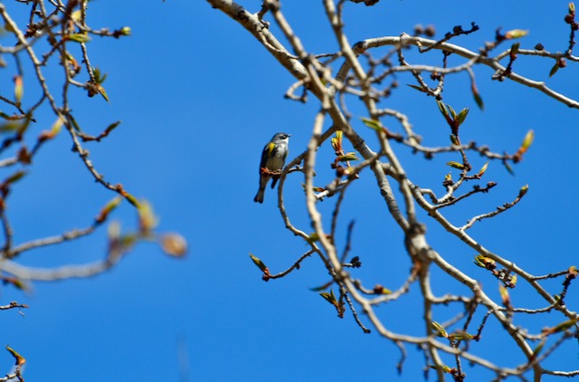 Yellow Rump Warbler