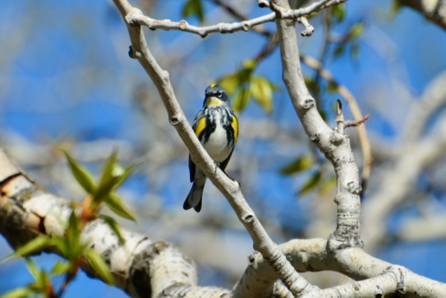 Yellow-rumped Hybrid