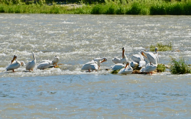 Bathing beauties