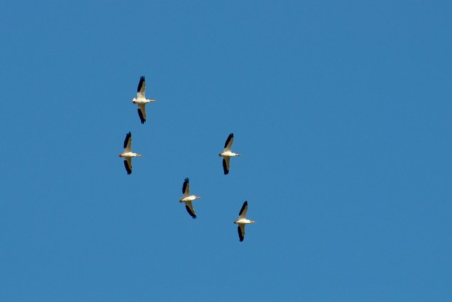 Pelicans